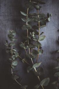 Boost Your Immunity with Holistic Aromatherapy Image